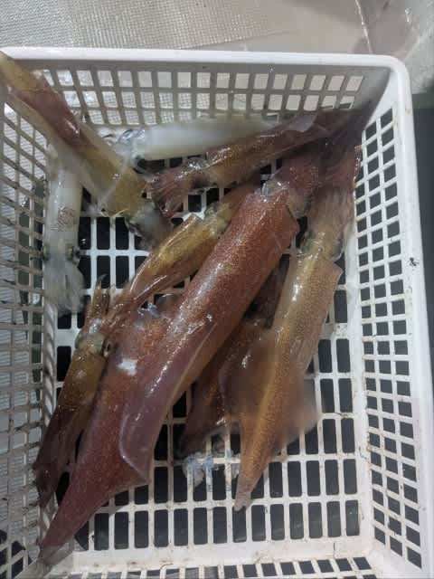 アカイカ(ケンサキイカ)