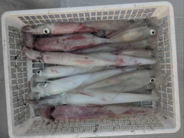 アカイカ(ケンサキイカ)