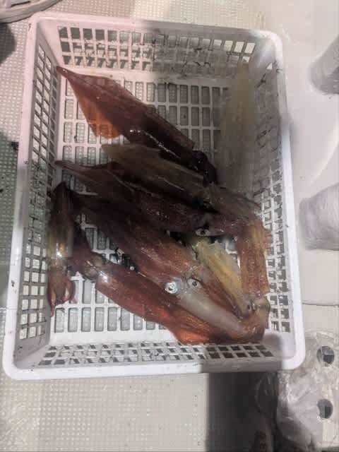 アカイカ(ケンサキイカ)