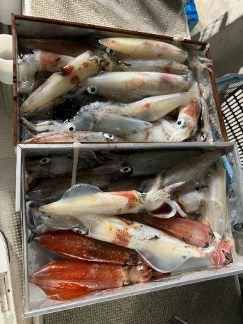 マイカ(ケンサキイカ)