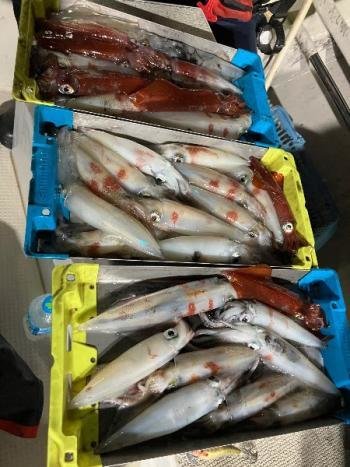 マイカ(ケンサキイカ)