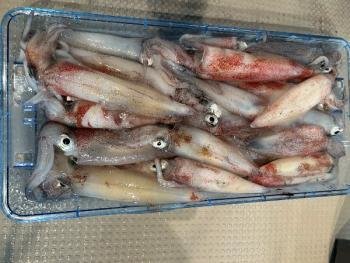 マイカ(ケンサキイカ)