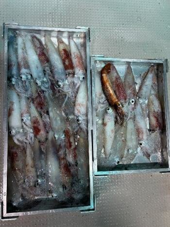 マイカ(ケンサキイカ)