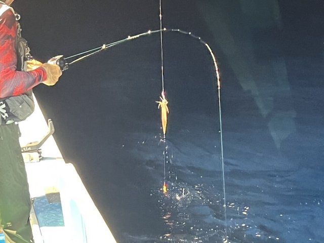 イカ(ケンサキイカ)