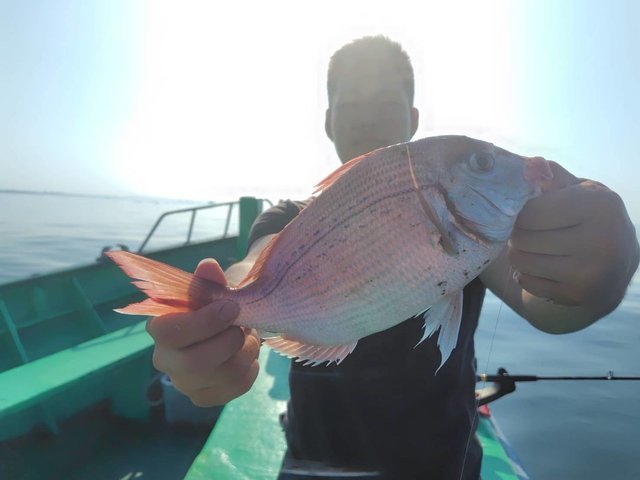 ハナダイ(チダイ)