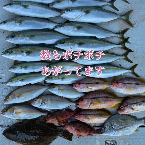 キビレ(キチヌ)・ツバス(ブリ)・ハマチ(ブリ)・シオ(カンパチ)・ヨコスジフエダイ・ガシラ(カサゴ)・ヒラメ