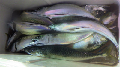 アジ(マアジ)・マエソ