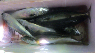 アジ(マアジ)・マエソ