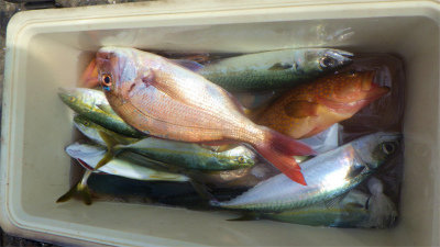 マダイ・キジハタ・アジ(マアジ)・サバ(ゴマサバ)