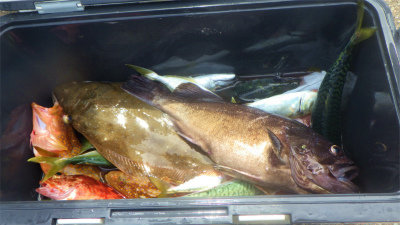 クロソイ・ウッカリカサゴ・ヒラメ