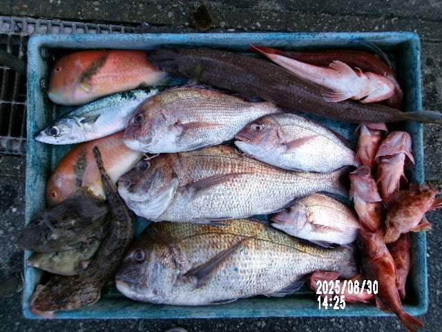 マダイ・イラ・カサゴ・ホウボウ・カワハギ