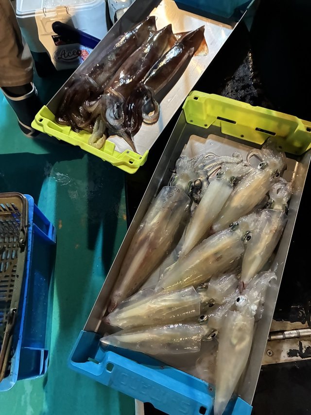 アカイカ(ケンサキイカ)