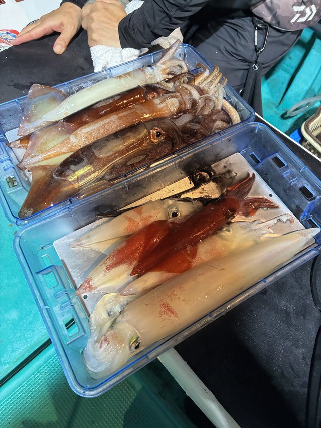 アカイカ(ケンサキイカ)