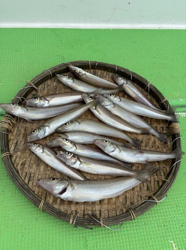 キス(シロギス)