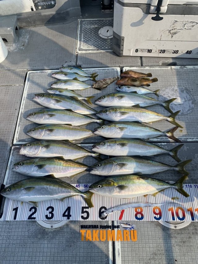 キジハタ・アジ(マアジ)・ブリ・ハマチ(ブリ)