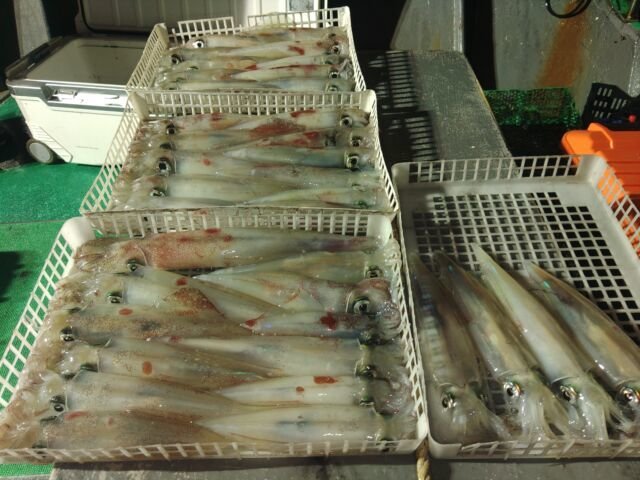 イカ(ヤリイカ)