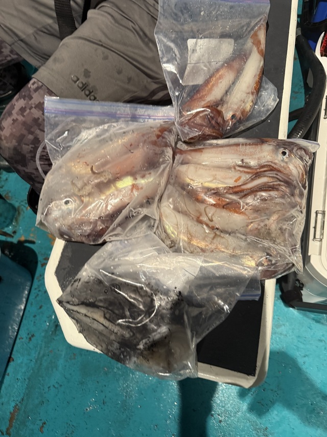 イカ(スルメイカ)