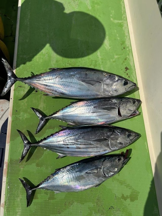 ホンガツオ(カツオ)・ヒラソーダ(ヒラソウダ)