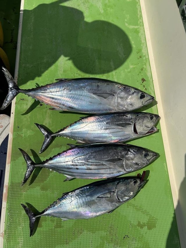 ホンガツオ(カツオ)・ヒラソーダ(ヒラソウダ)