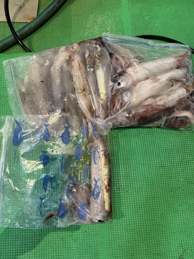 アカイカ(ケンサキイカ)・スルメイカ