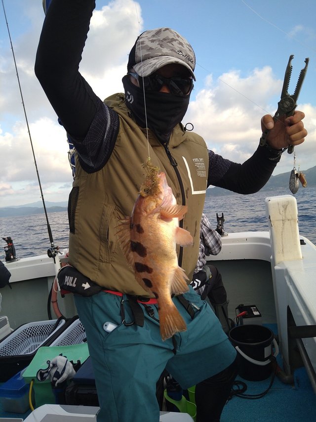 ウマヅラ(ウマヅラハギ)