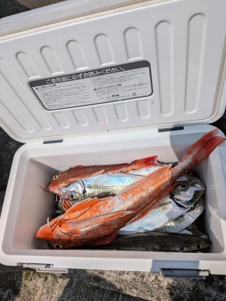 チャリコ(マダイ)・アジ(マアジ)・サバ(マサバ)・ホウボウ