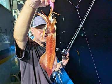 マイカ(ケンサキイカ)