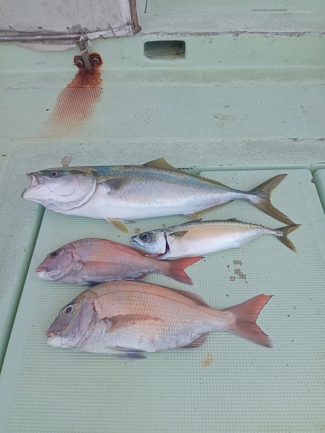 マダイ・ハマチ(ブリ)・サバ(マサバ)