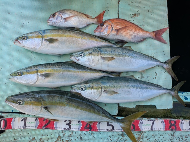 タイ(マダイ)・メジロ(ブリ)