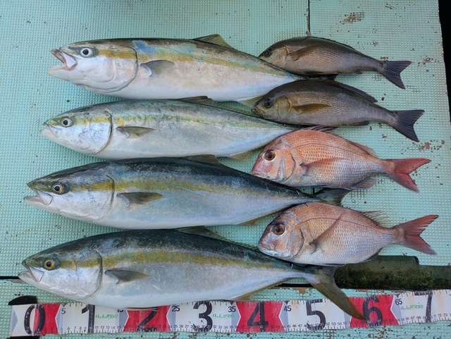 タイ(マダイ)・メジロ(ブリ)・イサギ(イサキ)