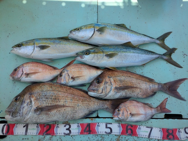 タイ(マダイ)・メジロ(ブリ)