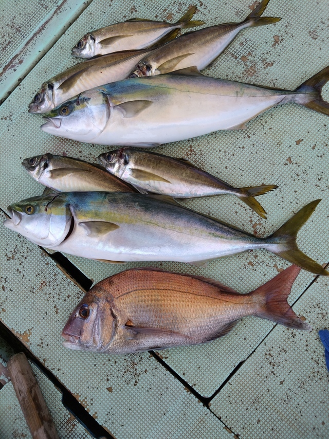 タイ(マダイ)・アジ(マアジ)・メジロ(ブリ)