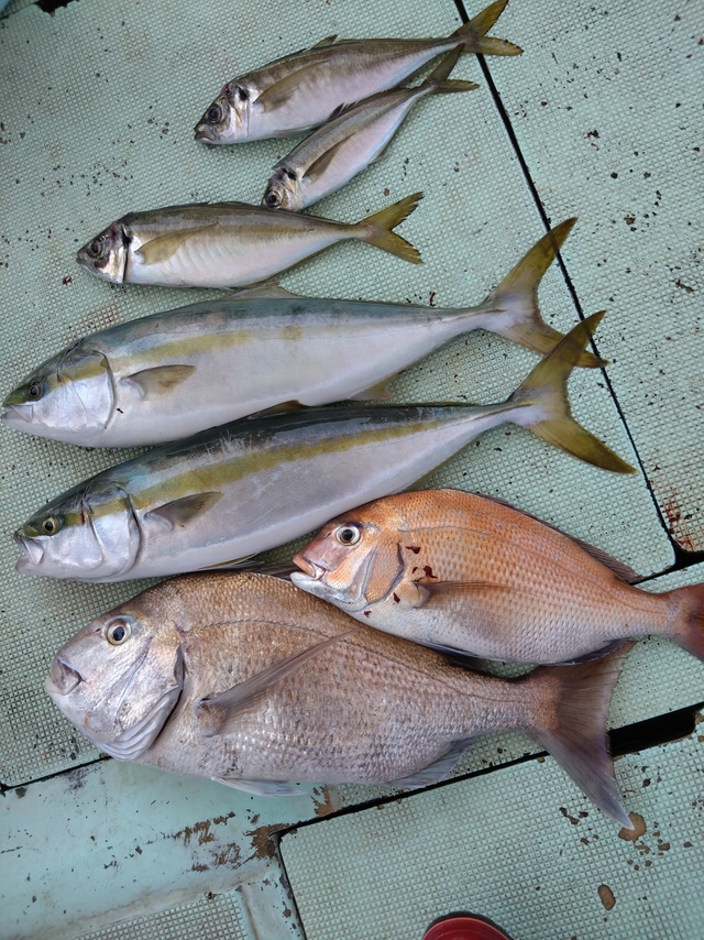 タイ(マダイ)・アジ(マアジ)・メジロ(ブリ)