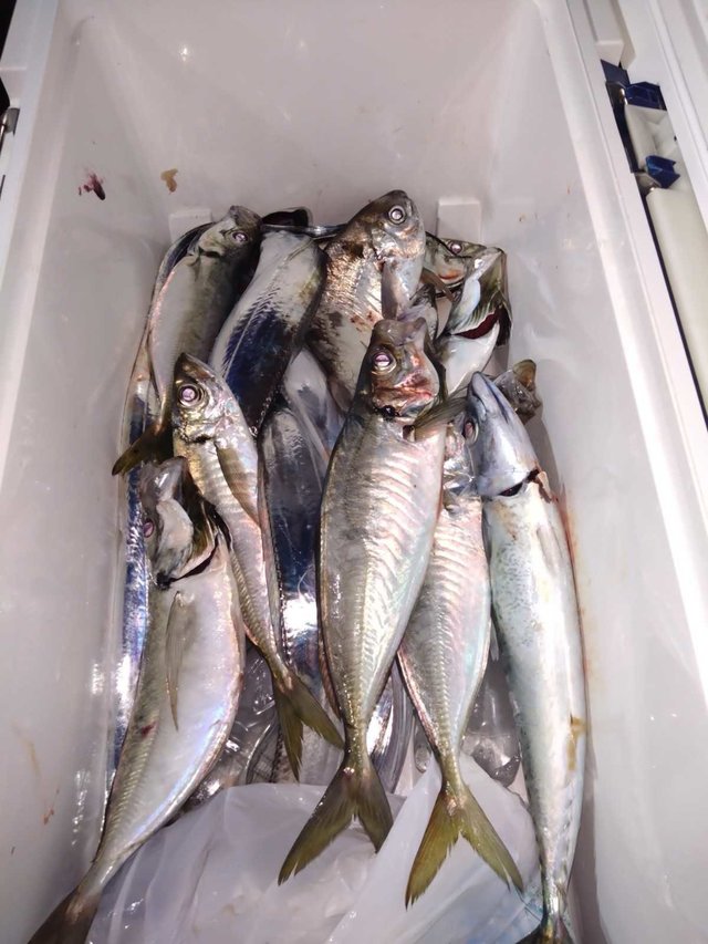 アジ(マアジ)・ゴマサバ・タチ(タチウオ)