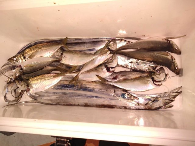 アジ(マアジ)・タチ(タチウオ)