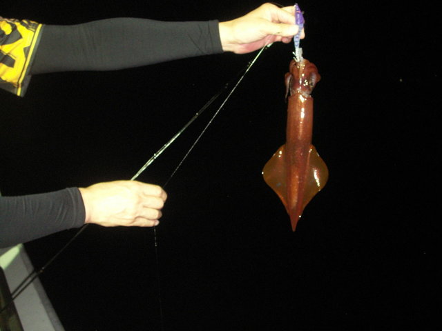 シロイカ(ケンサキイカ)