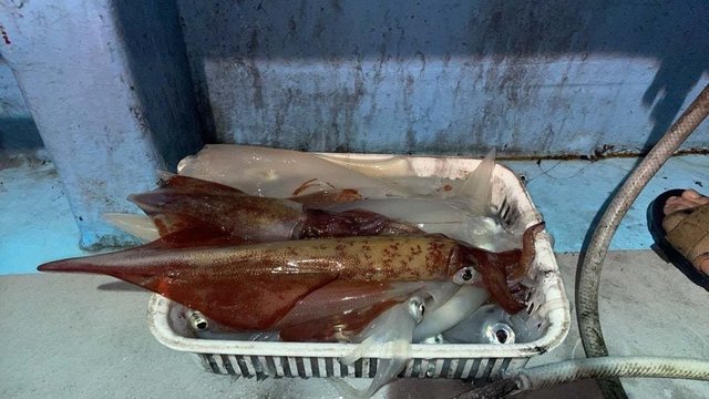 シロイカ(ケンサキイカ)