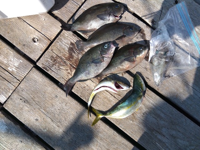 オナガグレ(クロメジナ)