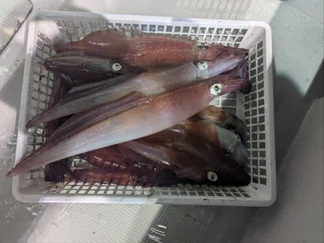 アカイカ(ケンサキイカ)