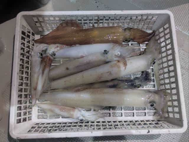 アカイカ(ケンサキイカ)