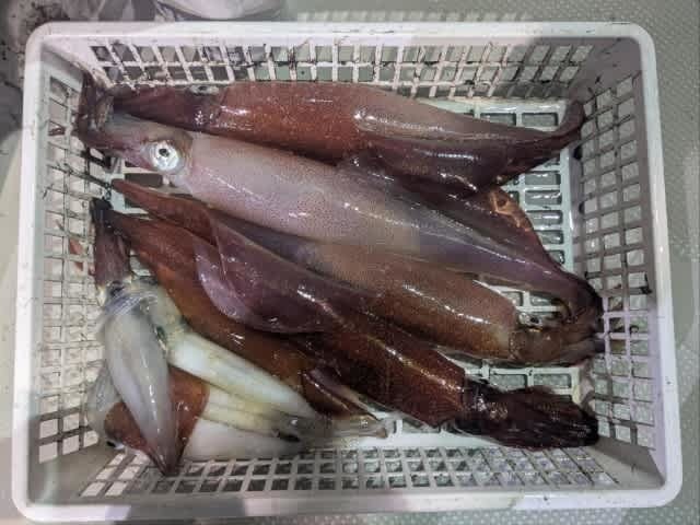 アカイカ(ケンサキイカ)