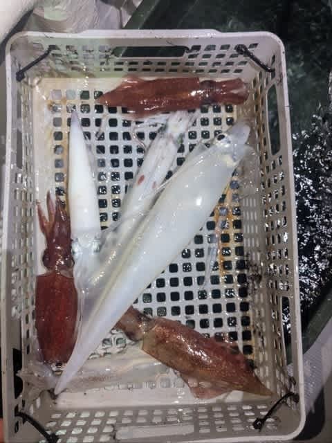 アカイカ(ケンサキイカ)