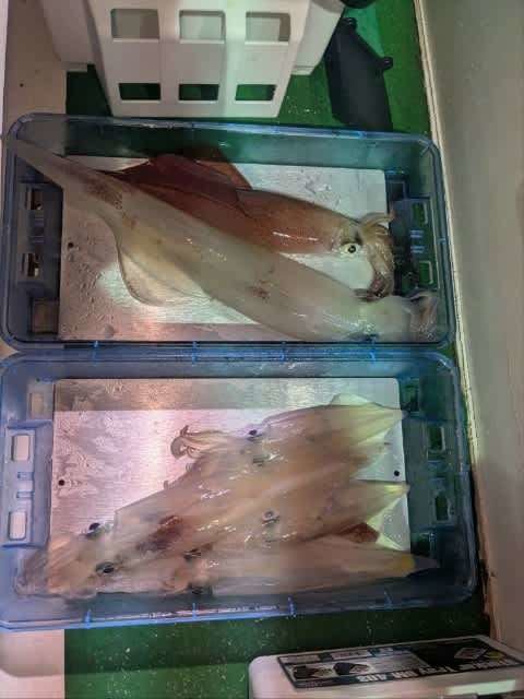 アカイカ(ケンサキイカ)