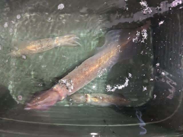 アカイカ(ケンサキイカ)