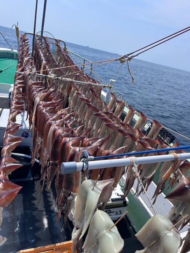 スルメ(スルメイカ)