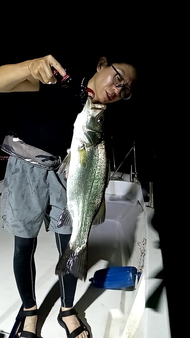 シーバス(スズキ)