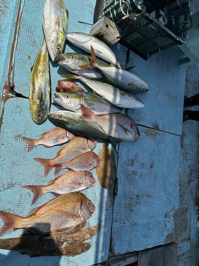 タイ(マダイ)・ハマチ(ブリ)