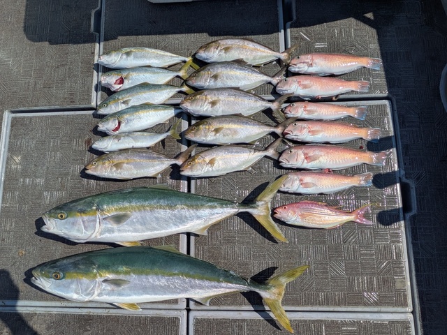 ブリ・ツバス(ブリ)・カンパチ・シロアマダイ