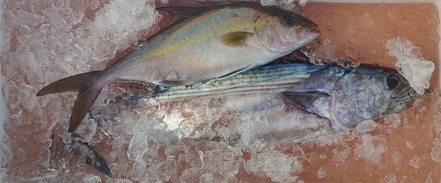 カンパチ・ハガツオ