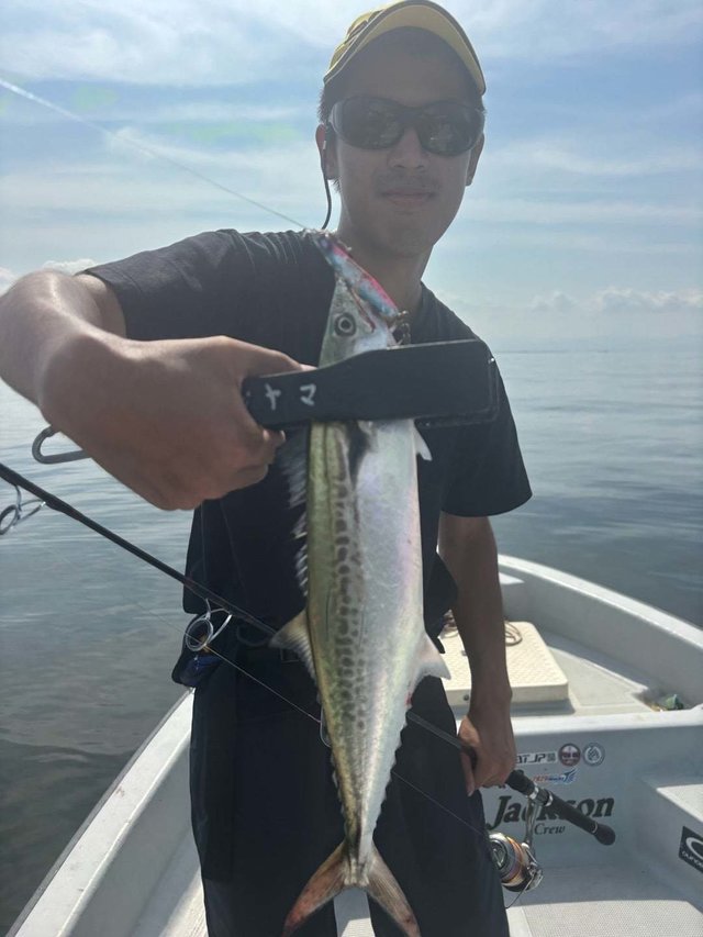 サゴシ(サワラ)